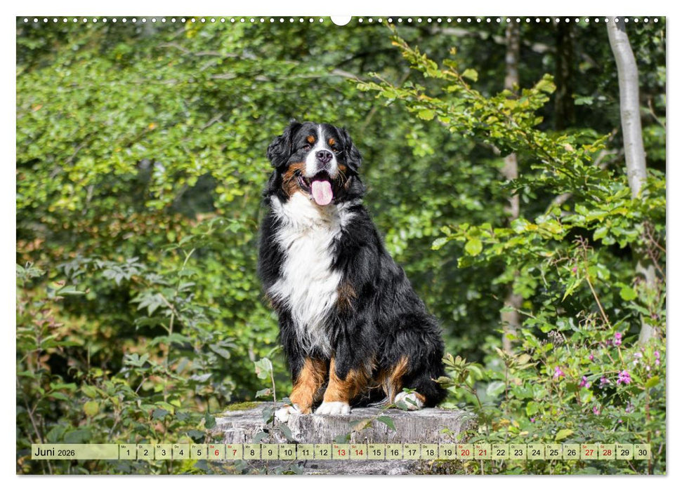 Schweizer Sennenhunde - Appenzeller - Berner - Entlebucher - Große Schweizer (CALVENDO Wandkalender 2026)