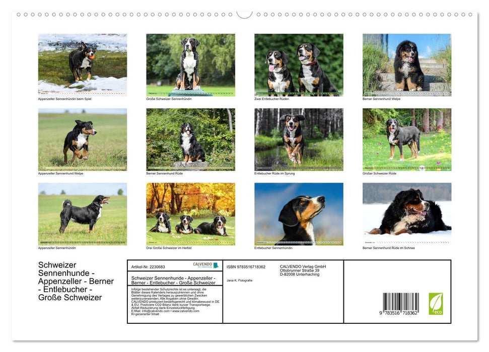 Schweizer Sennenhunde - Appenzeller - Berner - Entlebucher - Große Schweizer (CALVENDO Premium Wandkalender 2026)