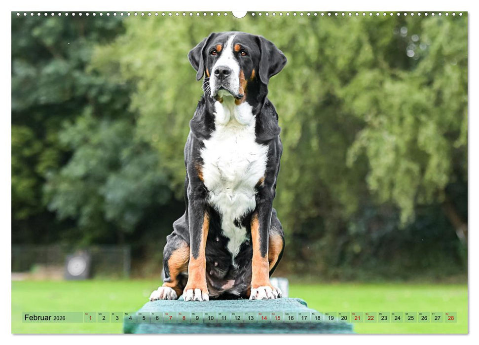 Schweizer Sennenhunde - Appenzeller - Berner - Entlebucher - Große Schweizer (CALVENDO Premium Wandkalender 2026)