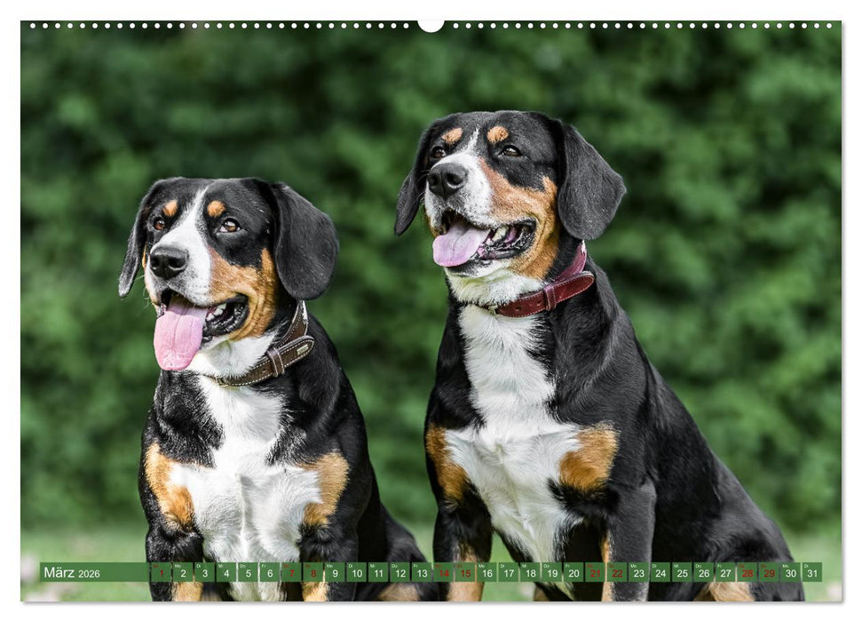 Schweizer Sennenhunde - Appenzeller - Berner - Entlebucher - Große Schweizer (CALVENDO Premium Wandkalender 2026)