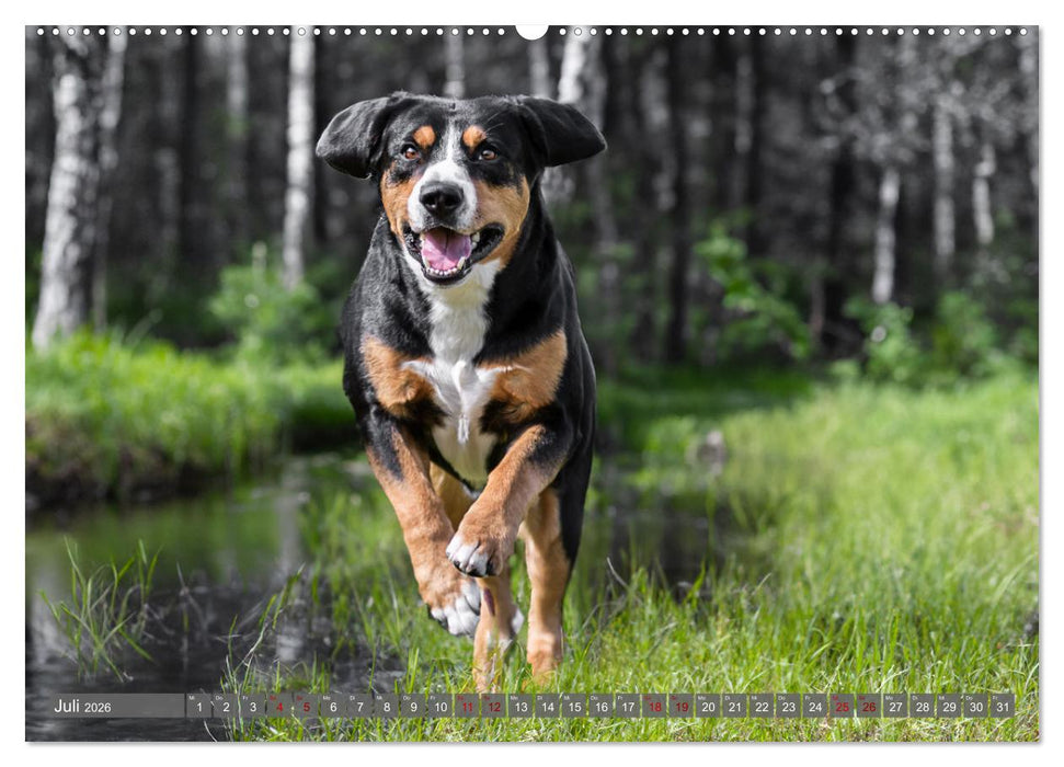 Schweizer Sennenhunde - Appenzeller - Berner - Entlebucher - Große Schweizer (CALVENDO Premium Wandkalender 2026)