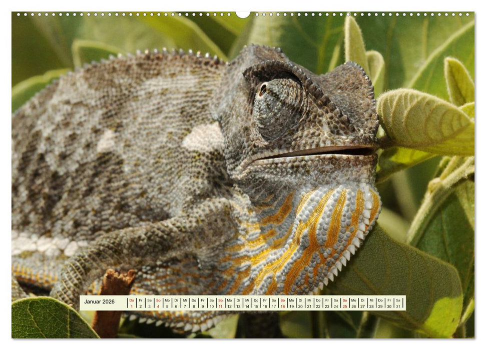 Reptilien des südlichen Afrikas (CALVENDO Wandkalender 2026)