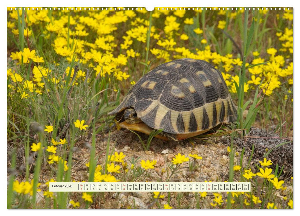 Reptilien des südlichen Afrikas (CALVENDO Wandkalender 2026)