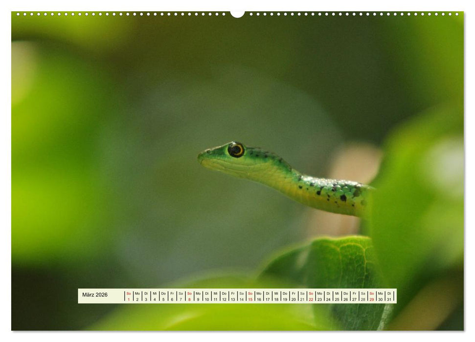Reptilien des südlichen Afrikas (CALVENDO Premium Wandkalender 2026)