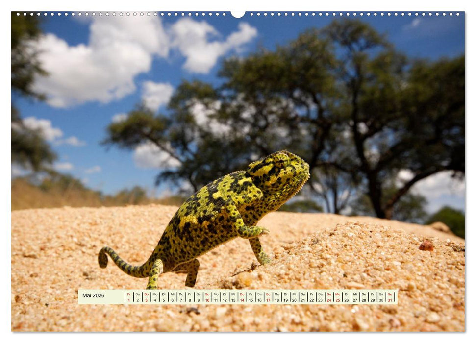 Reptilien des südlichen Afrikas (CALVENDO Premium Wandkalender 2026)