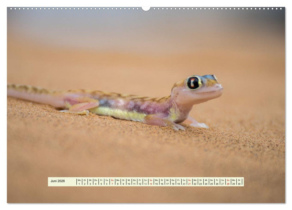 Reptilien des südlichen Afrikas (CALVENDO Premium Wandkalender 2026)