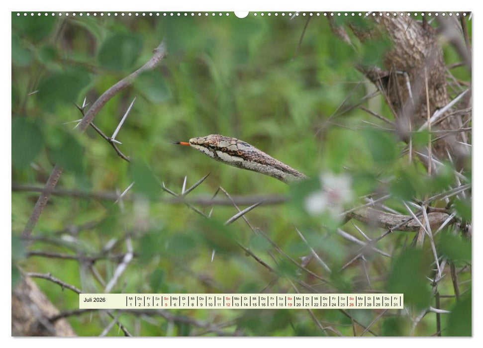 Reptilien des südlichen Afrikas (CALVENDO Premium Wandkalender 2026)