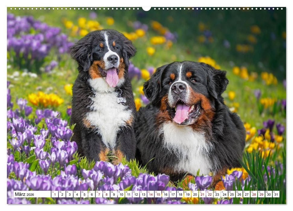 Berner Sennenhunde - Freunde für ein ganzes Leben (CALVENDO Wandkalender 2026)