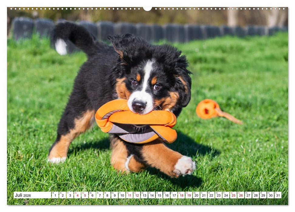 Berner Sennenhunde - Freunde für ein ganzes Leben (CALVENDO Premium Wandkalender 2026)