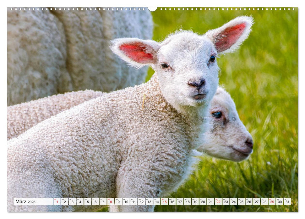 An der Nordsee, Urlaub im Norden Deutschlands (CALVENDO Premium Wandkalender 2026)