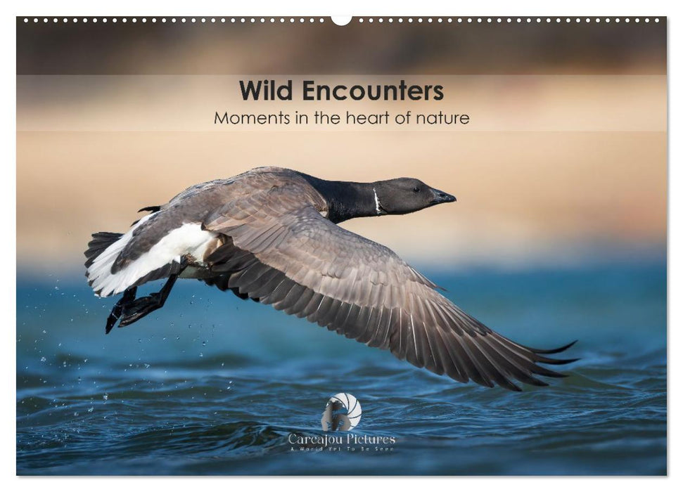 Wild encounters – Moments in the heart of nature (CALVENDO Monthly Calendar 2026)