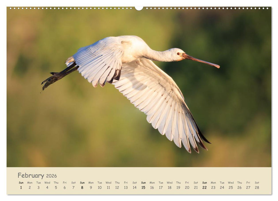 Wild encounters – Moments in the heart of nature (CALVENDO Monthly Calendar 2026)