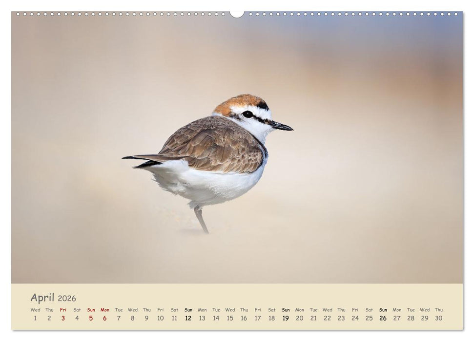 Wild encounters – Moments in the heart of nature (CALVENDO Monthly Calendar 2026)