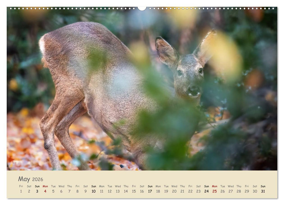 Wild encounters – Moments in the heart of nature (CALVENDO Monthly Calendar 2026)
