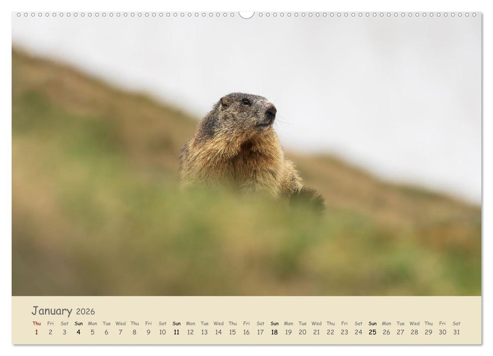 Wild encounters – Moments in the heart of nature (CALVENDO Premium-Calendar 2026)