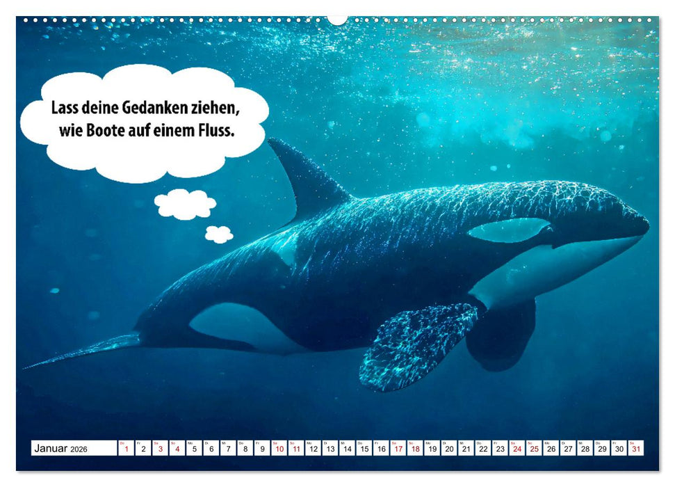 Stille Pfoten, weise Worte - Tiere zeigen dir den Weg zu mehr Gelassenheit (CALVENDO Premium Wandkalender 2026)