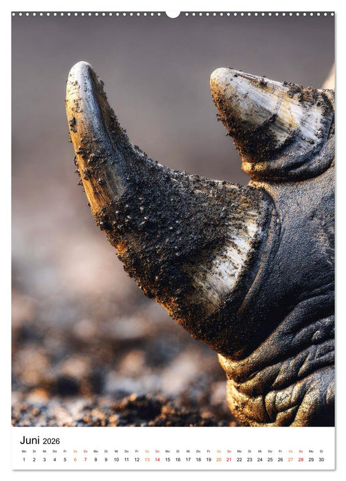 Nashorn - Stark. Stur. Schnell. (CALVENDO Premium Wandkalender 2026)