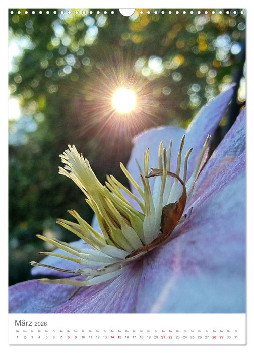 Das Leuchten im Tag (CALVENDO Wandkalender 2026)