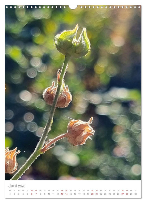 Das Leuchten im Tag (CALVENDO Wandkalender 2026)