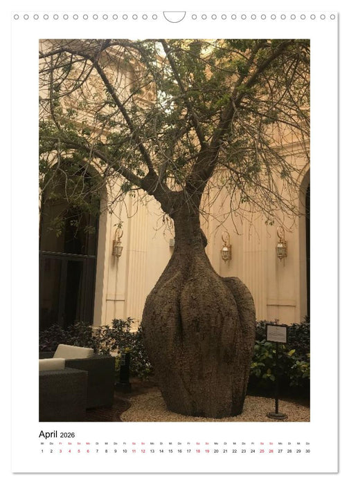 Wunderschönes Saudi-Arabien Traditionen und Chancen im Königreich (CALVENDO Wandkalender 2026)