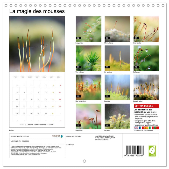 La magie des mousses (CALVENDO Calendrier mensuel 2026)