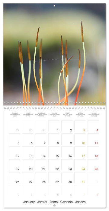 La magie des mousses (CALVENDO Calendrier mensuel 2026)