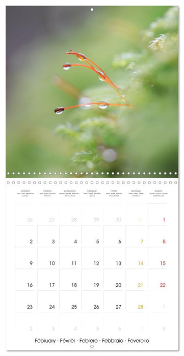 La magie des mousses (CALVENDO Calendrier mensuel 2026)