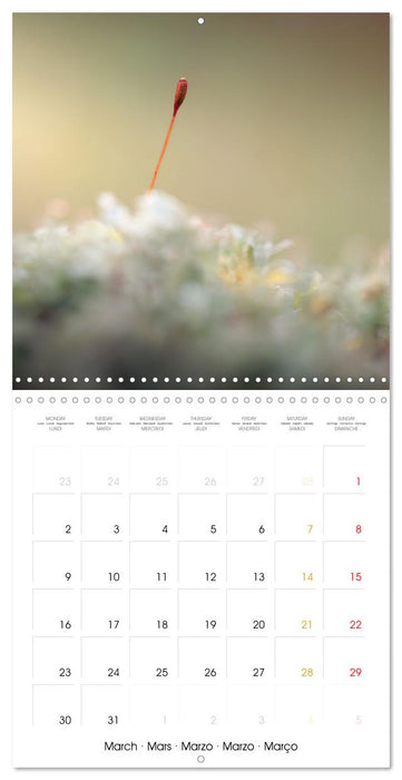La magie des mousses (CALVENDO Calendrier mensuel 2026)