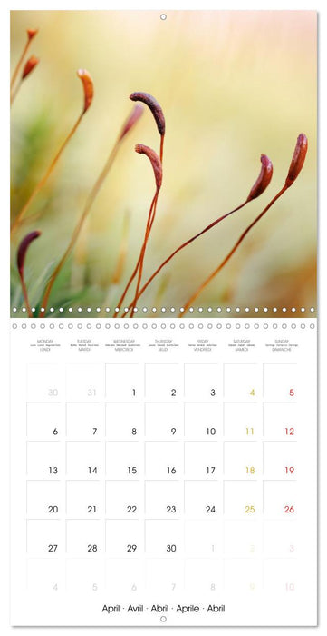 La magie des mousses (CALVENDO Calendrier mensuel 2026)