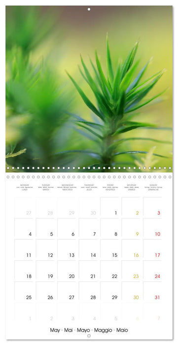 La magie des mousses (CALVENDO Calendrier mensuel 2026)