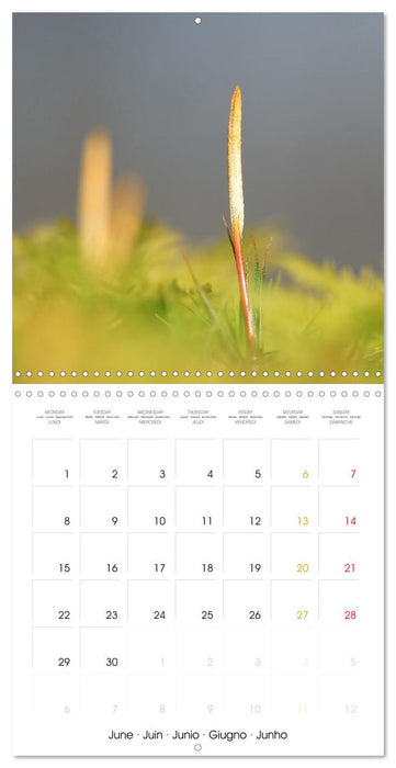 La magie des mousses (CALVENDO Calendrier mensuel 2026)