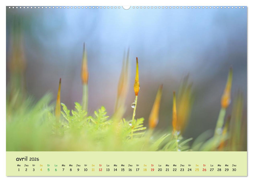 Le monde majestueux des mousses (CALVENDO Calendrier mensuel 2026)