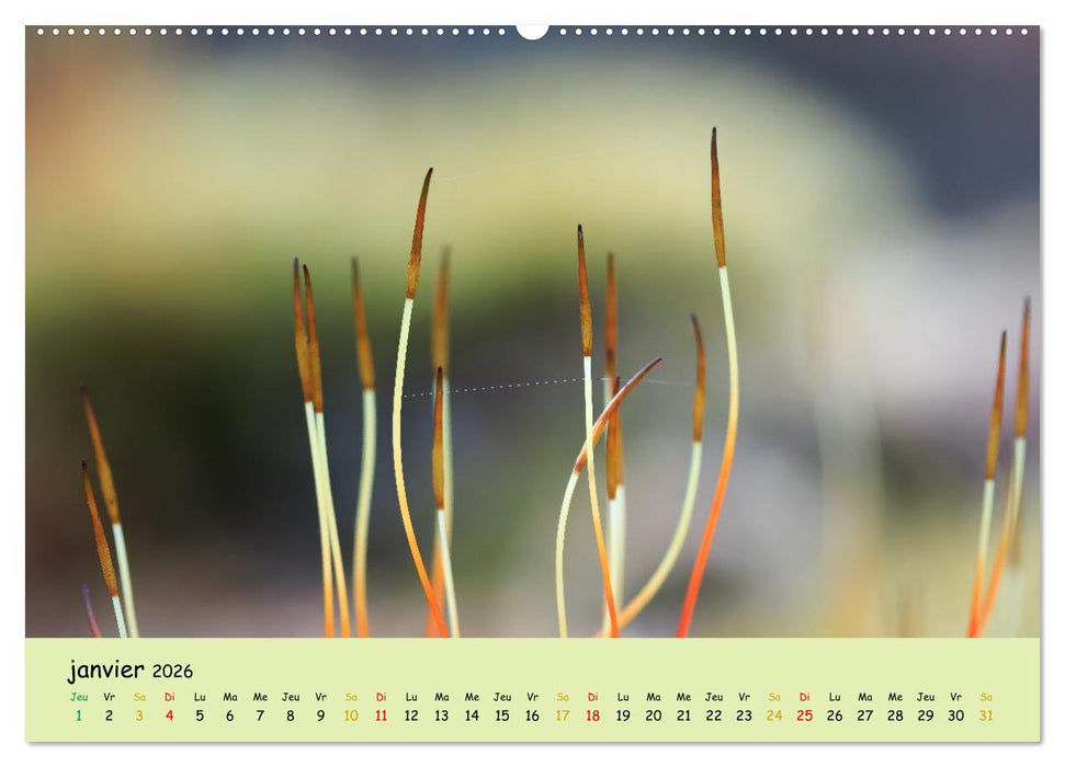 Le monde majestueux des mousses (CALVENDO Calendrier supérieur 2026)