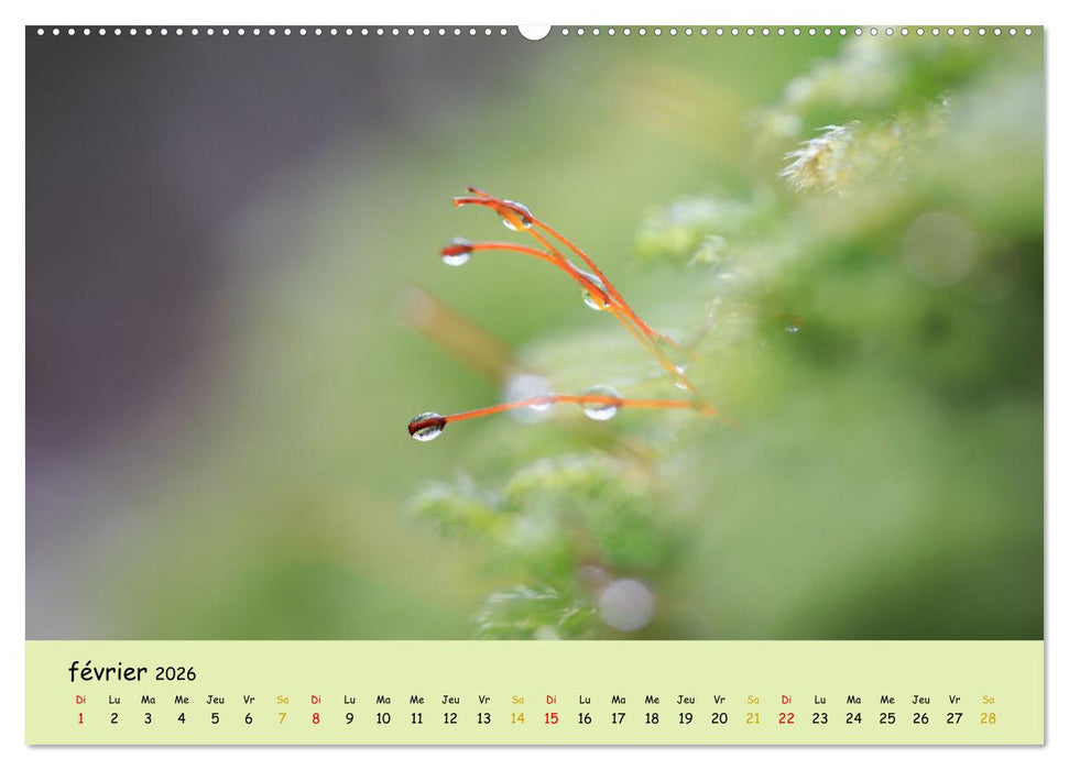 Le monde majestueux des mousses (CALVENDO Calendrier supérieur 2026)