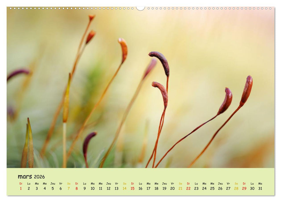 Le monde majestueux des mousses (CALVENDO Calendrier supérieur 2026)