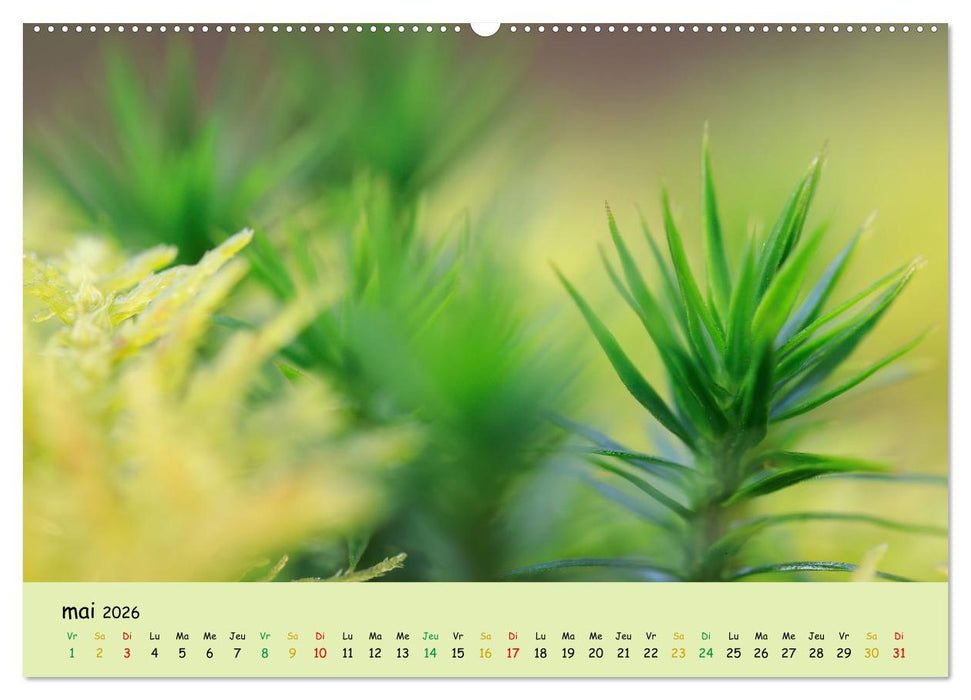 Le monde majestueux des mousses (CALVENDO Calendrier supérieur 2026)