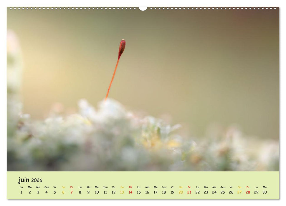 Le monde majestueux des mousses (CALVENDO Calendrier supérieur 2026)