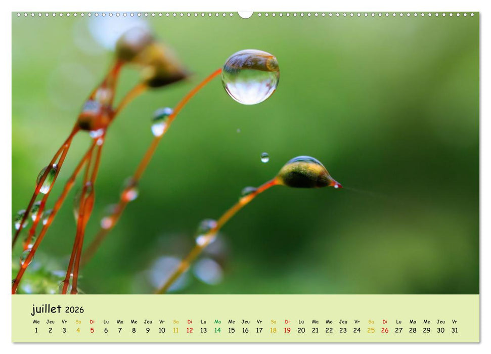 Le monde majestueux des mousses (CALVENDO Calendrier supérieur 2026)