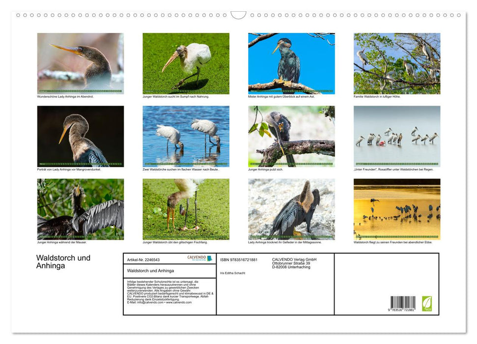 Waldstorch und Anhinga (CALVENDO Wandkalender 2026)