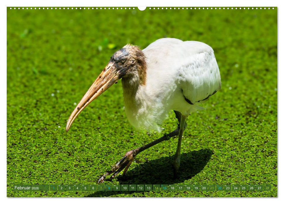 Waldstorch und Anhinga (CALVENDO Wandkalender 2026)