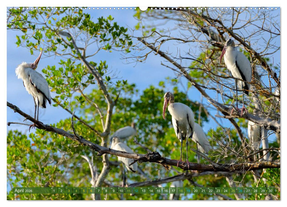 Waldstorch und Anhinga (CALVENDO Wandkalender 2026)