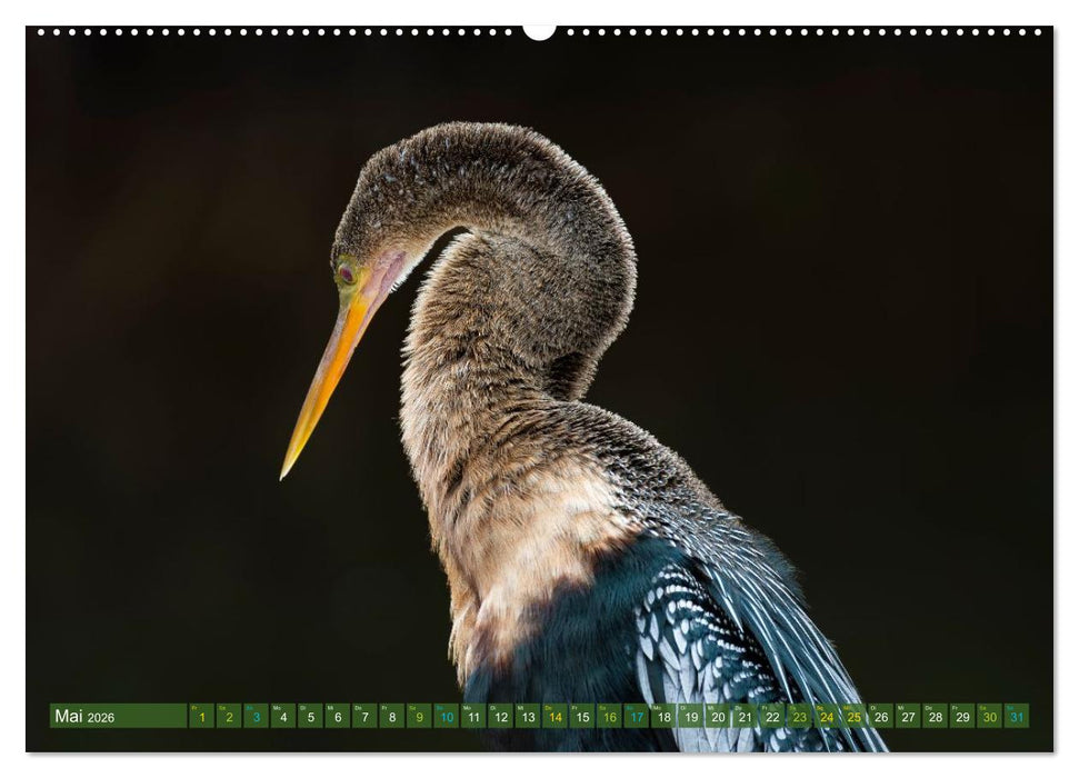 Waldstorch und Anhinga (CALVENDO Wandkalender 2026)