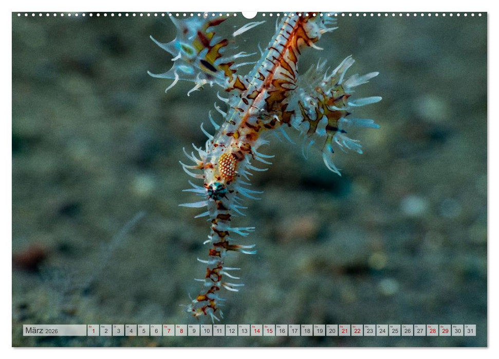 Faszination blaue Unterwasserwelt (CALVENDO Wandkalender 2026)