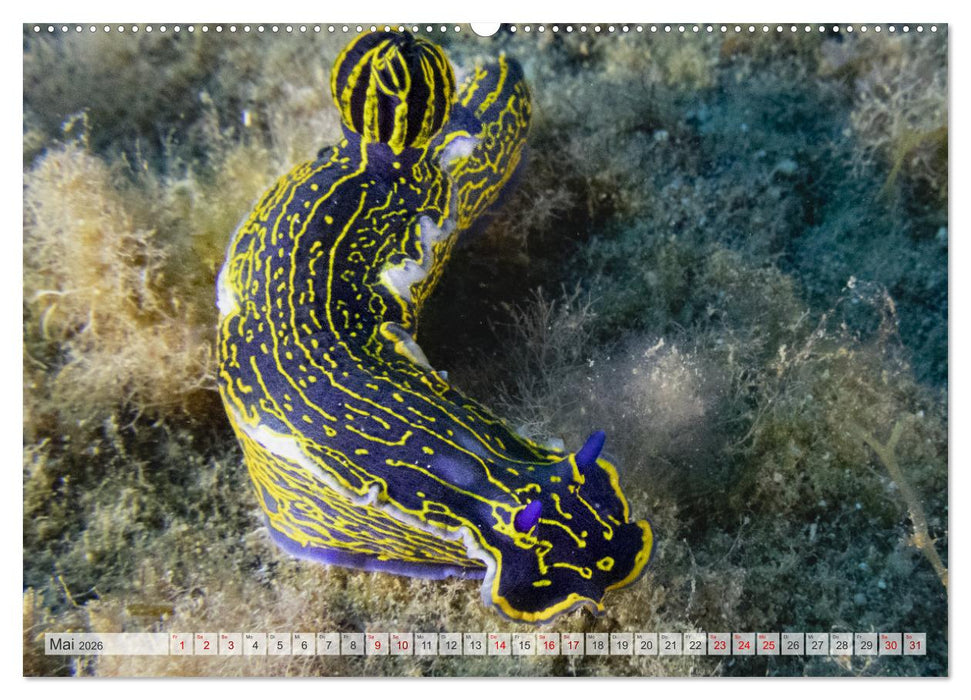 Faszination blaue Unterwasserwelt (CALVENDO Wandkalender 2026)