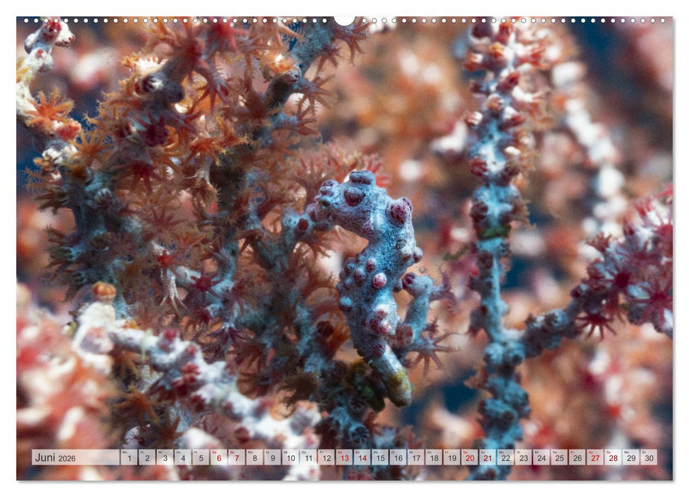 Faszination blaue Unterwasserwelt (CALVENDO Wandkalender 2026)