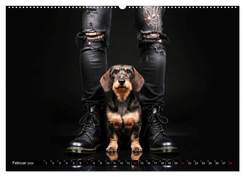 Coole Typen - Rauhaardackel (CALVENDO Wandkalender 2026)