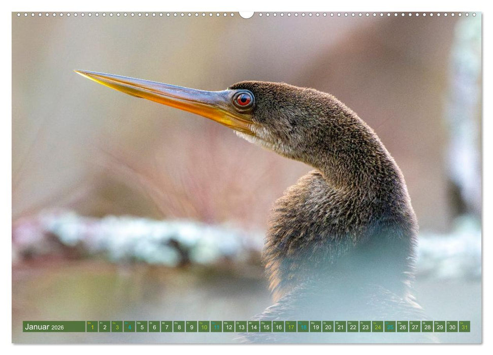 Waldstorch und Anhinga (CALVENDO Premium Wandkalender 2026)