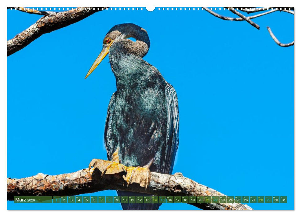 Waldstorch und Anhinga (CALVENDO Premium Wandkalender 2026)