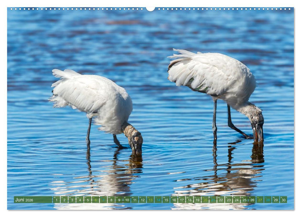 Waldstorch und Anhinga (CALVENDO Premium Wandkalender 2026)