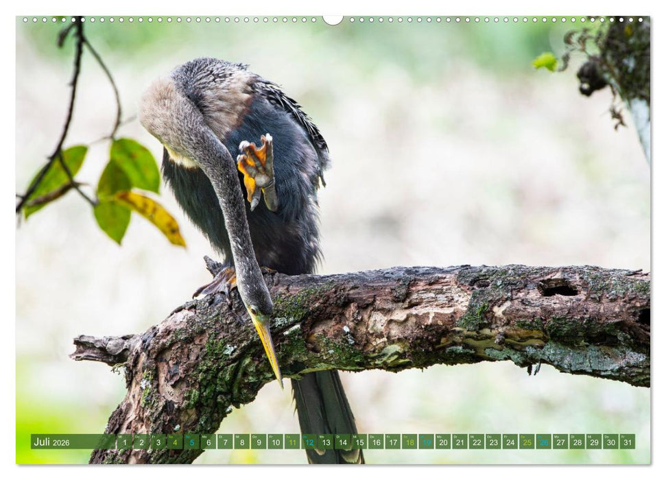 Waldstorch und Anhinga (CALVENDO Premium Wandkalender 2026)
